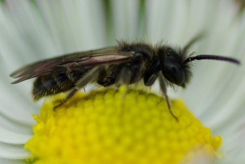 Réf. 225 276 : Andrena minutula
